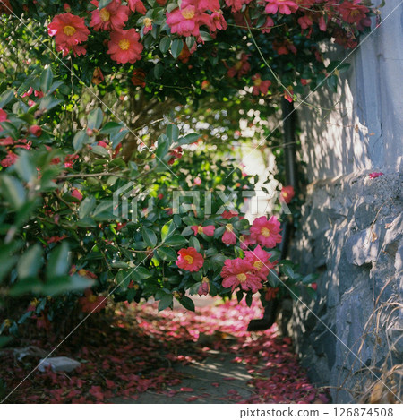 Camellia flowers blooming in the back alley 126874508