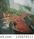 A violin in a corner of the garden 126874511