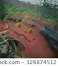 A violin in a corner of the garden 126874512