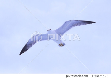 Seagulls flying in the sky, Atami Seagulls flying in the sky, Atami 126874522