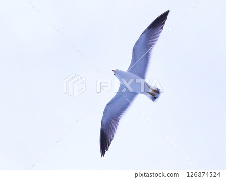 天空中飛翔的海鷗，熱海 126874524