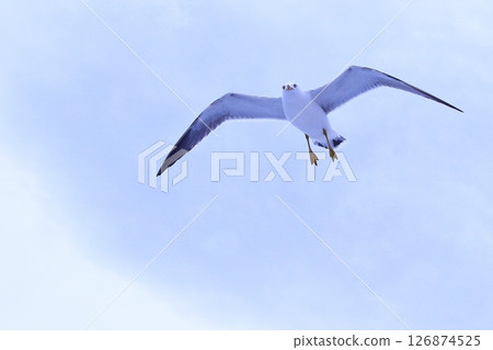 天空中飛翔的海鷗，熱海 126874525