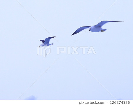 天空中飛翔的海鷗，熱海 126874526