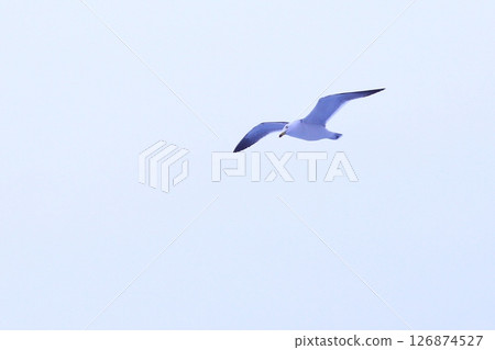 天空中飛翔的海鷗，熱海 126874527