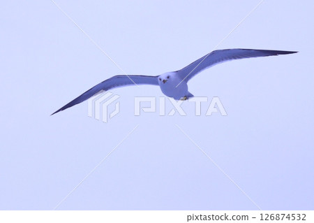 Seagulls flying in the sky, Atami Seagulls flying in the sky, Atami 126874532