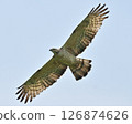 山鷹 山鷹 126874626