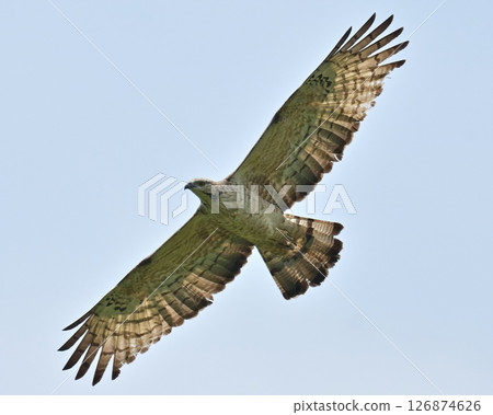 山鷹 126874626