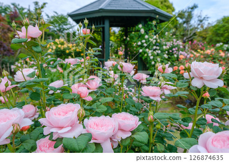 Spring roses in full bloom at Hana Garden (Hiratsuka City, Kanagawa Prefecture) Spring roses in full bloom at Hana Garden (Hiratsuka City, Kanagawa Prefecture) 126874635