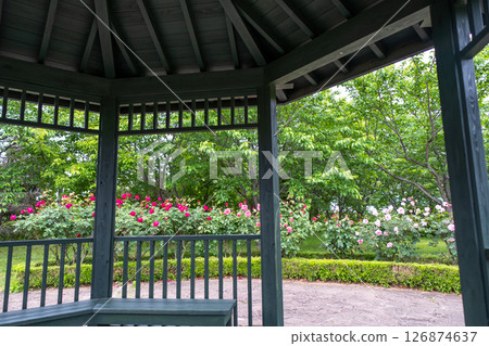 Spring roses in full bloom at Hana Garden (Hiratsuka City, Kanagawa Prefecture) 126874637