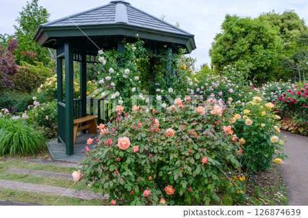 Spring roses in full bloom at Hana Garden (Hiratsuka City, Kanagawa Prefecture) 126874639