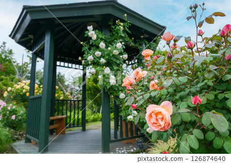 春天盛開的玫瑰花庭園(神奈川縣平塚市) 春天盛開的玫瑰花庭園(神奈川縣平塚市) 126874640
