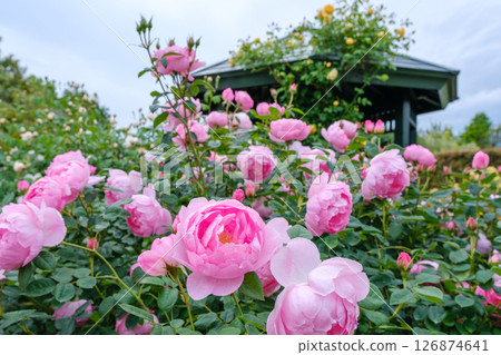 春天盛開的玫瑰花庭園(神奈川縣平塚市) 春天盛開的玫瑰花庭園(神奈川縣平塚市) 126874641