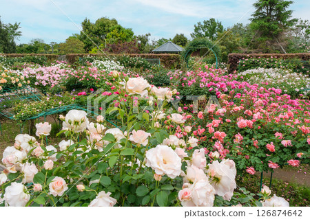 春天盛開的玫瑰花庭園（神奈川縣平塚市） 126874642