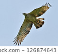 山鷹 山鷹 126874643
