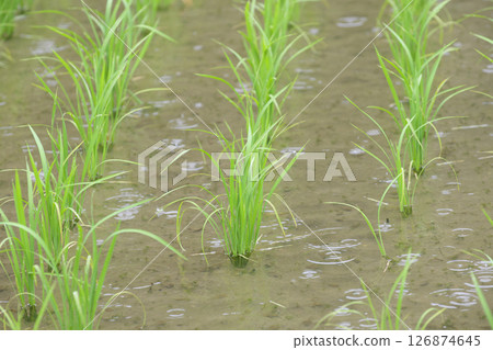 雨季的稻田和稻苗 雨季的稻田和稻苗 126874645