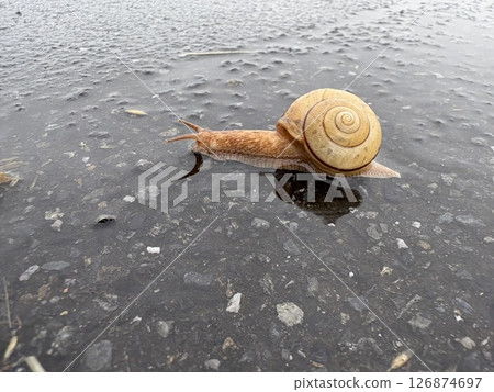 雨蝸 雨蝸 126874697