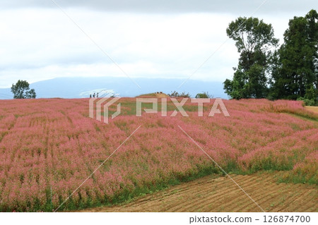 福島、二本松、東北、紅蕎麥田 126874700