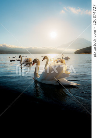 Swans and Mount Fuji at Lake Yamanaka Sunrise 126874727