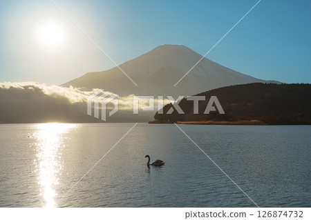 Swans on Lake Yamanaka with Hazy Mount Fuji 126874732