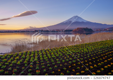 Oishi Park Flowers and Mount Fuji in Spring 126874747
