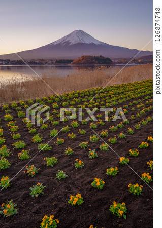 Oishi Park Flowers and Mount Fuji in Spring 126874748