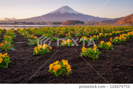 Oishi Park Flowers and Mount Fuji in Spring 126874750