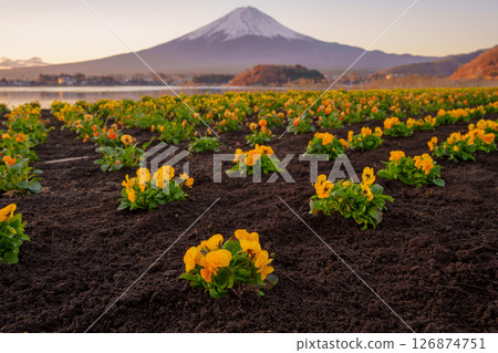 Oishi Park Flowers and Mount Fuji in Spring Oishi Park Flowers and Mount Fuji in Spring 126874751