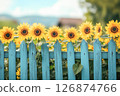 淡藍色的木柵欄和盛開的向日葵構成了一幅懷舊的風景 126874766