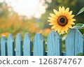 淡藍色木柵欄上盛開著向日葵，呈現出令人放鬆的復古風景 126874767