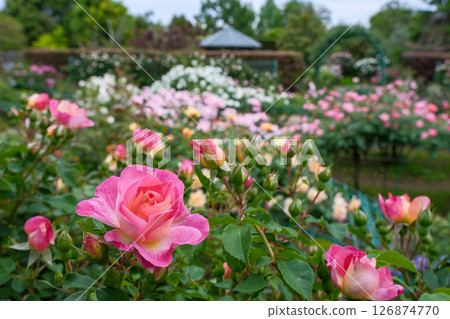 春天盛開的玫瑰花庭園(神奈川縣平塚市) 春天盛開的玫瑰花庭園(神奈川縣平塚市) 126874770
