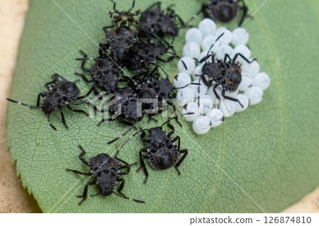 Brown marmorated stink bug larvae that have just hatched from eggs 126874810