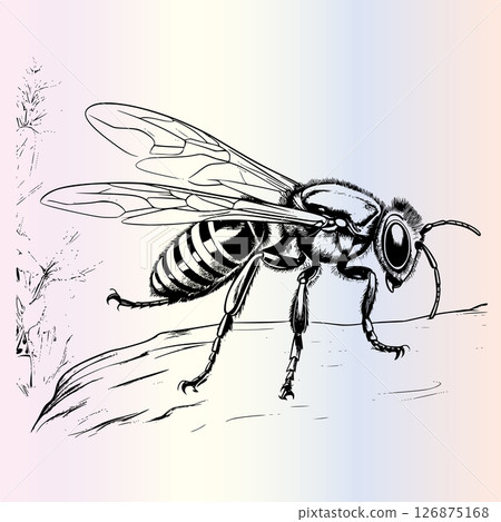 Wasp Coloring Page for Kids 126875168