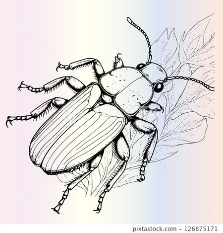 Water Beetle Coloring Page For Kids  126875171