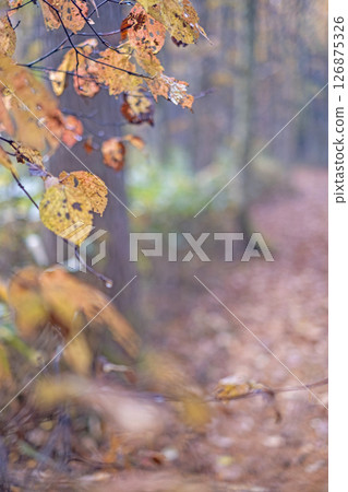 Image of autumn colors in the forest around Lake Onbara Image of autumn colors in the forest around Lake Onbara 126875326