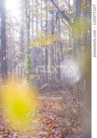 Image of autumn colors in the forest around Lake Onbara Image of autumn colors in the forest around Lake Onbara 126875327