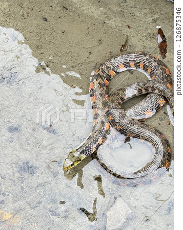 Venomous snake Yamakagashi aiming for prey 126875346