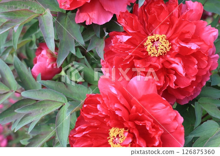 盛開的紅牡丹花 盛開的紅牡丹花 126875360