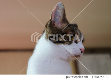 Cat hearing 126875399