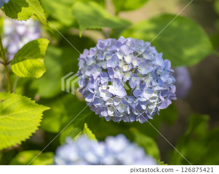 八仙花屬花在公園 126875421