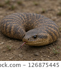 Tsuchinoko 126875445
