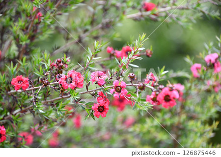 Leptospermum manuka, tea tree Leptospermum manuka, tea tree 126875446