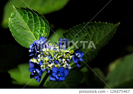 雨季的繡球花在天空的襯托下綻放出鮮豔的色彩 雨季的繡球花在天空的襯托下綻放出鮮豔的色彩 126875467