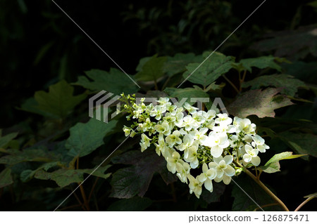 Hydrangeas blooming in vibrant colors under the rainy season sky Hydrangeas blooming in vibrant colors under the rainy season sky 126875471