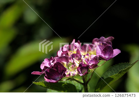 Hydrangeas blooming in vibrant colors under the rainy season sky Hydrangeas blooming in vibrant colors under the rainy season sky 126875473