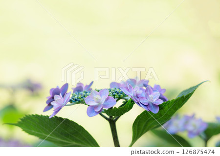 Hydrangeas blooming in vibrant colors under the rainy season sky Hydrangeas blooming in vibrant colors under the rainy season sky 126875474