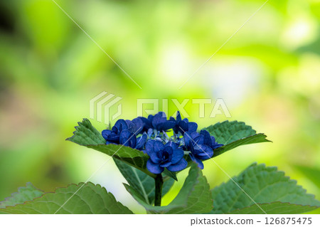 Hydrangeas blooming in vibrant colors under the rainy season sky Hydrangeas blooming in vibrant colors under the rainy season sky 126875475
