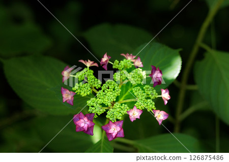 雨季的繡球花在天空的襯托下綻放出鮮豔的色彩 126875486