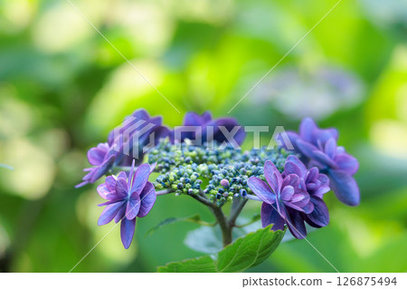 Hydrangeas blooming in vibrant colors under the rainy season sky 126875494