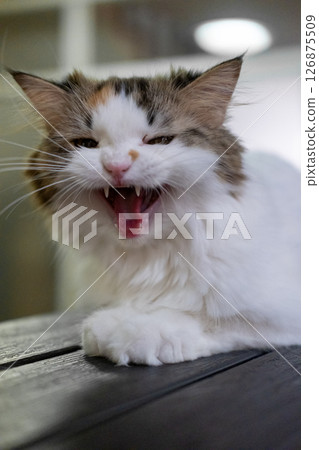 Cute fluffy white cat looking at the camera, meowing. Mixed breed cat between Maine Coon and Scottish Fold. Cute fluffy white cat looking at the camera, meowing. Mixed breed cat between Maine Coon and Scottish Fold. 126875509