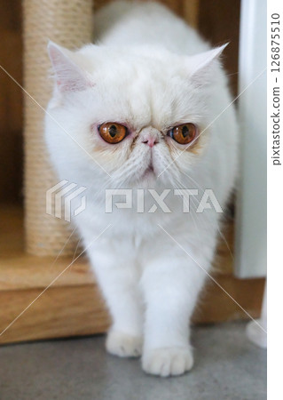 White Exotic Shorthair cat walking towards the camera 126875510